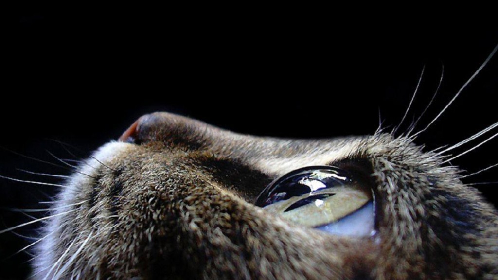 animals-pictures-cat-eyes-macro-photography