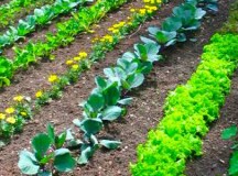 增长自己的蔬菜在你的花园里