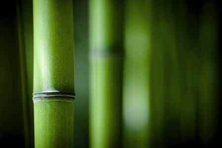 竹子是健康的